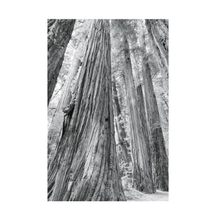 Alan Majchrowicz 'Redwoods Forest III BW' Canvas Art,22x32